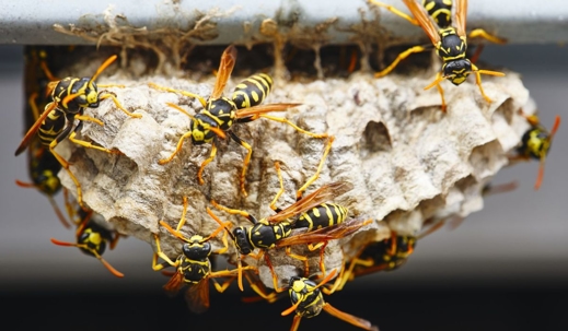 wasps