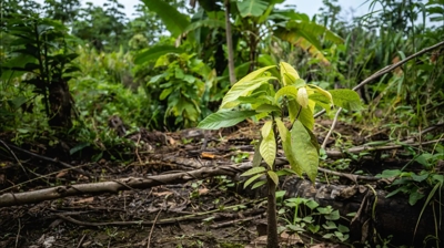 Pest Arrest + One Tree Planted Photo