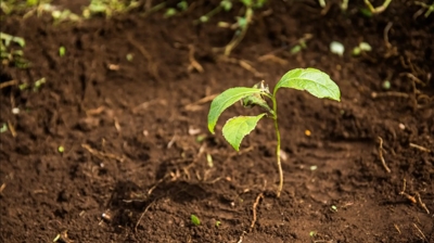 Pest Arrest + One Tree Planted Photo