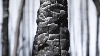 Pest Arrest + One Tree Planted Photo