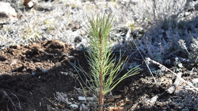 Pest Arrest + One Tree Planted Photo