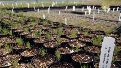 Pest Arrest + One Tree Planted Photo