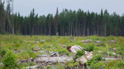 Pest Arrest + One Tree Planted Photo