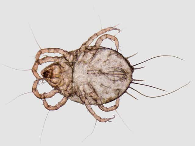 Mites