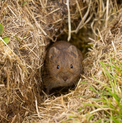 Voles