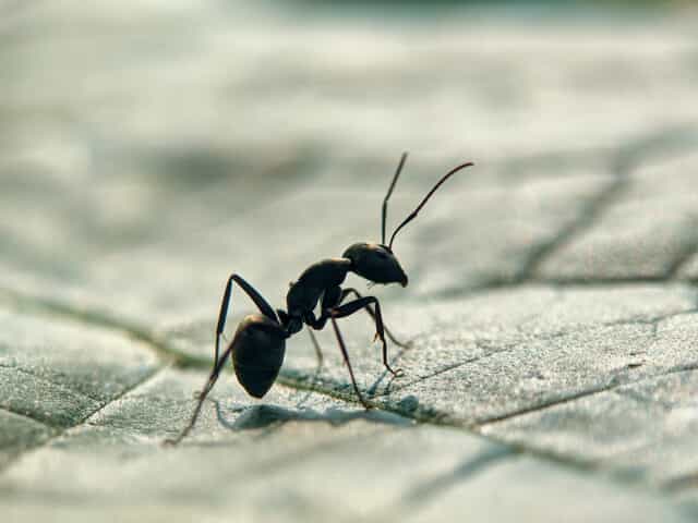 Ant Removal