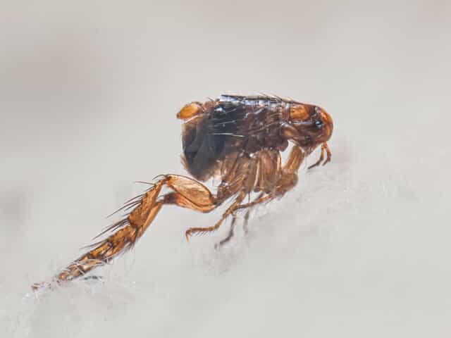 Fleas