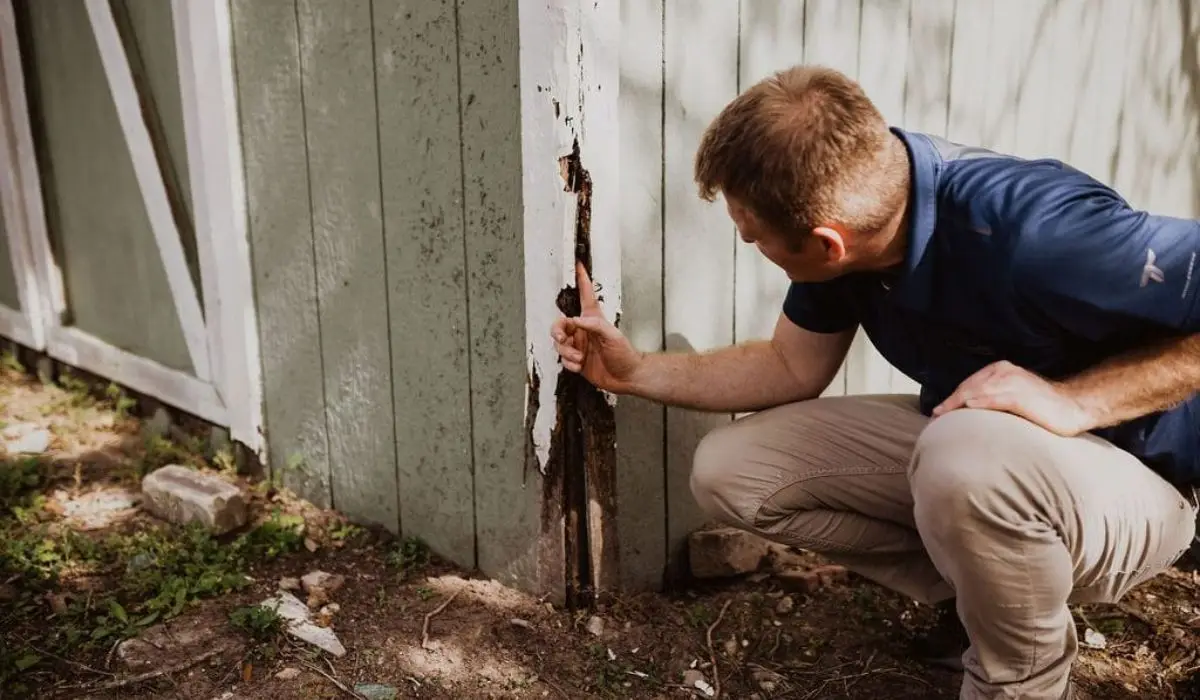 Pest Control Services