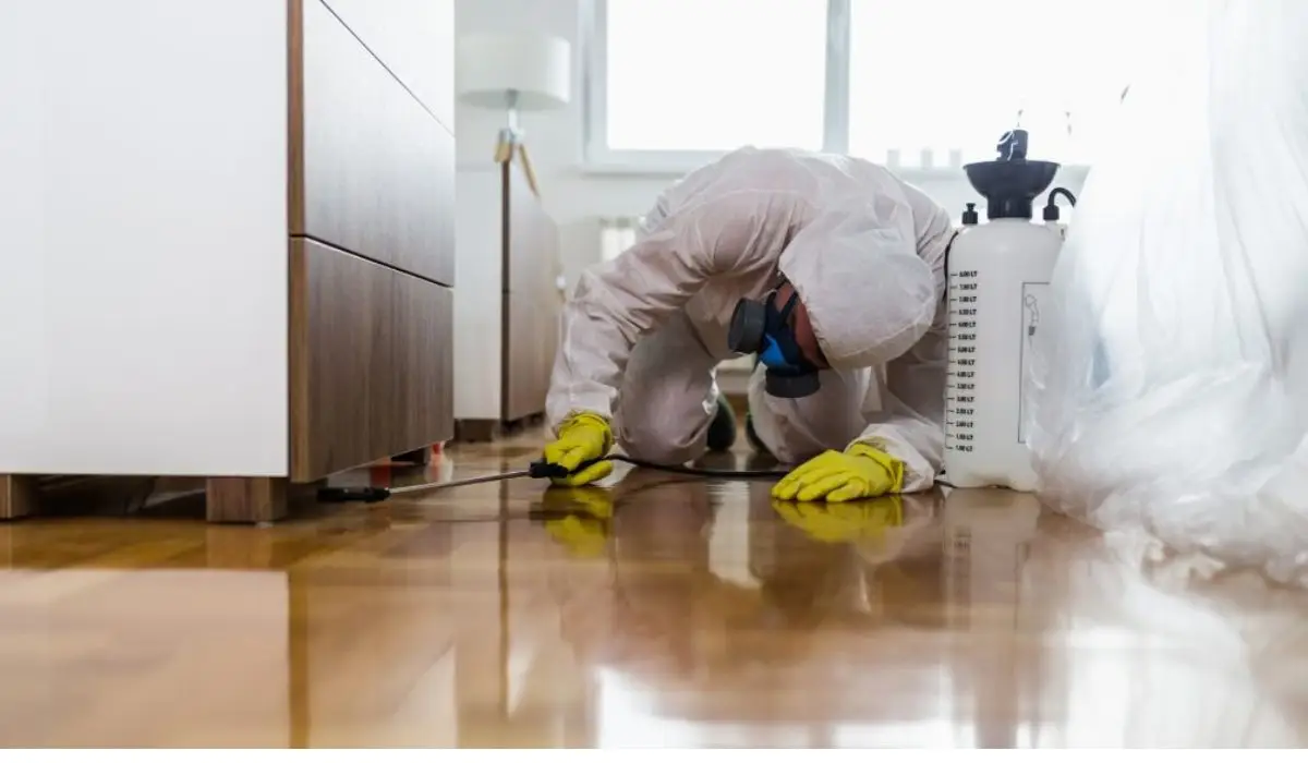 Pest Control Treatment