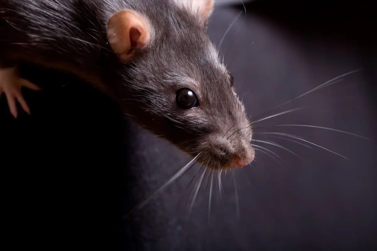 A mice looking at the camera
