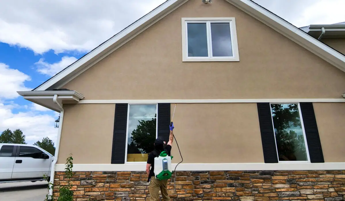 Wasp Nest Removal Services