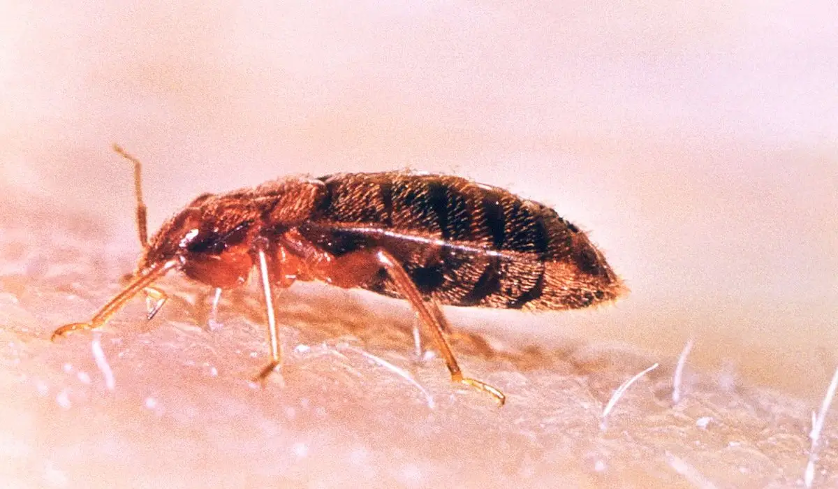 Bed Bug Pest Control