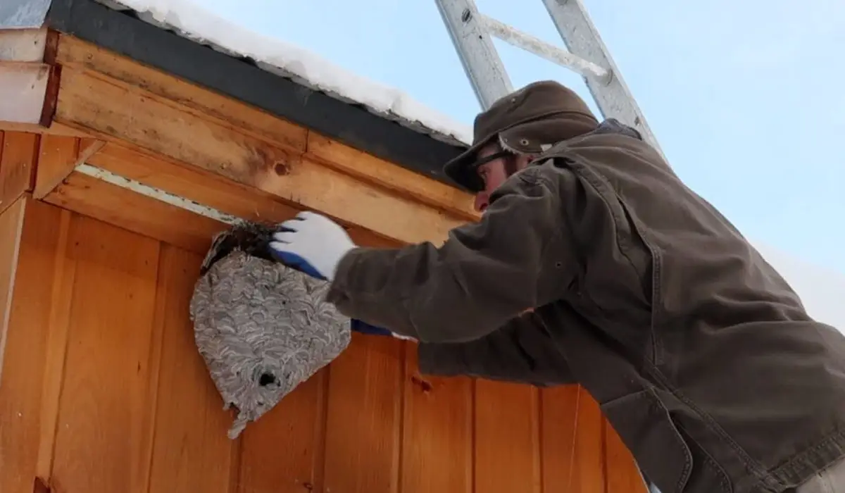 Wasp Nest Removal And Why You Need A Professional