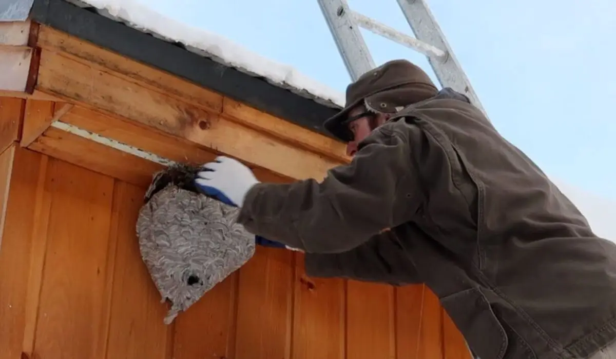 Bee, Wasp, & Hornet Removal Professional