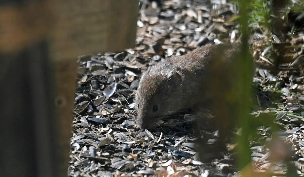 a vole outside