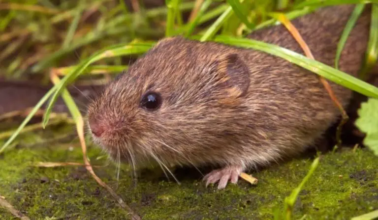 Pest Issues During The Autumn And Winter Seasons