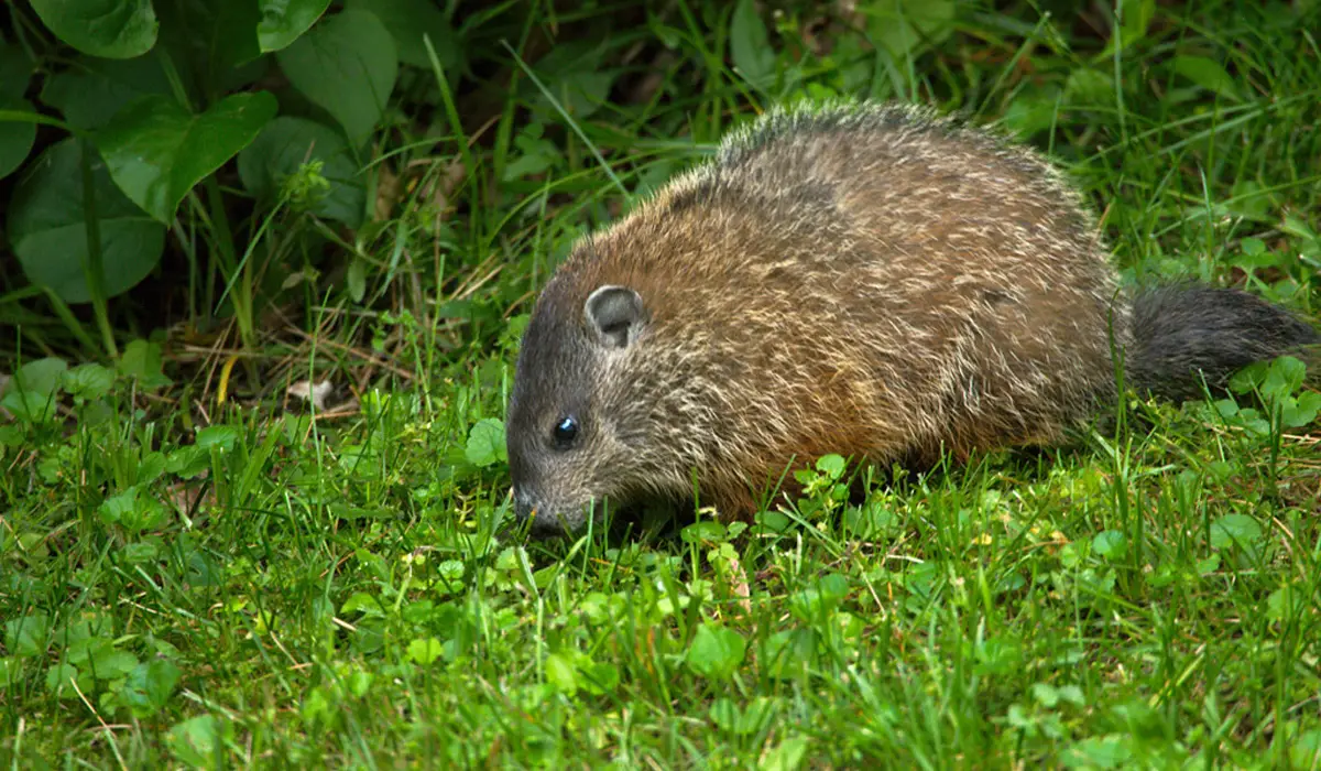 close up shot of a vole in a yard