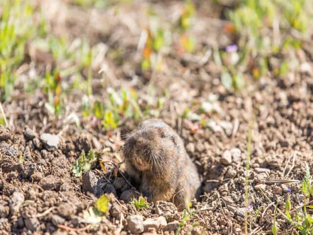 Gophers