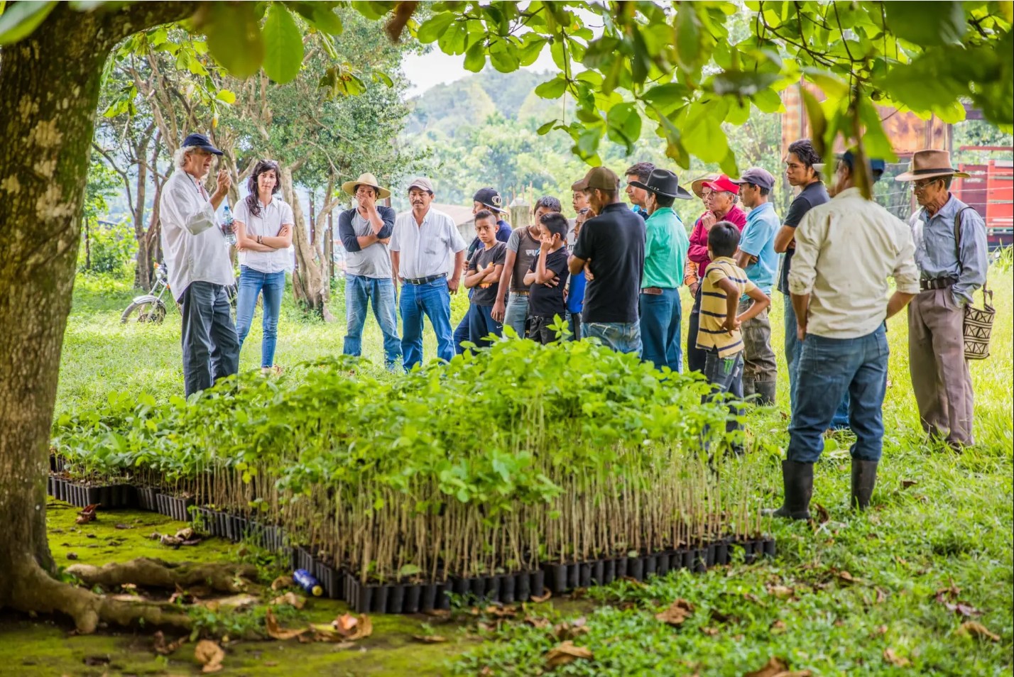 One Tree Planted
