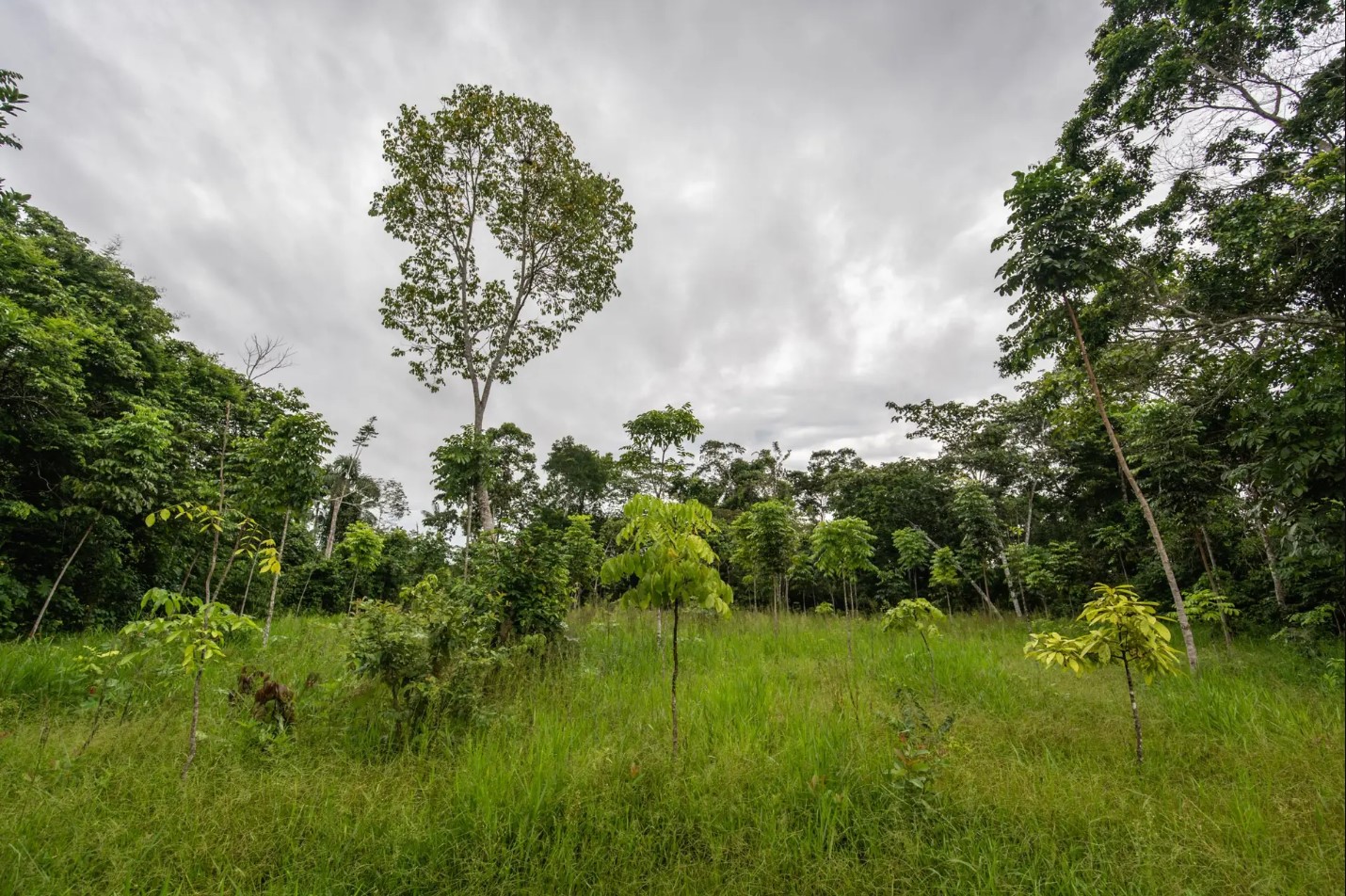 One Tree Planted