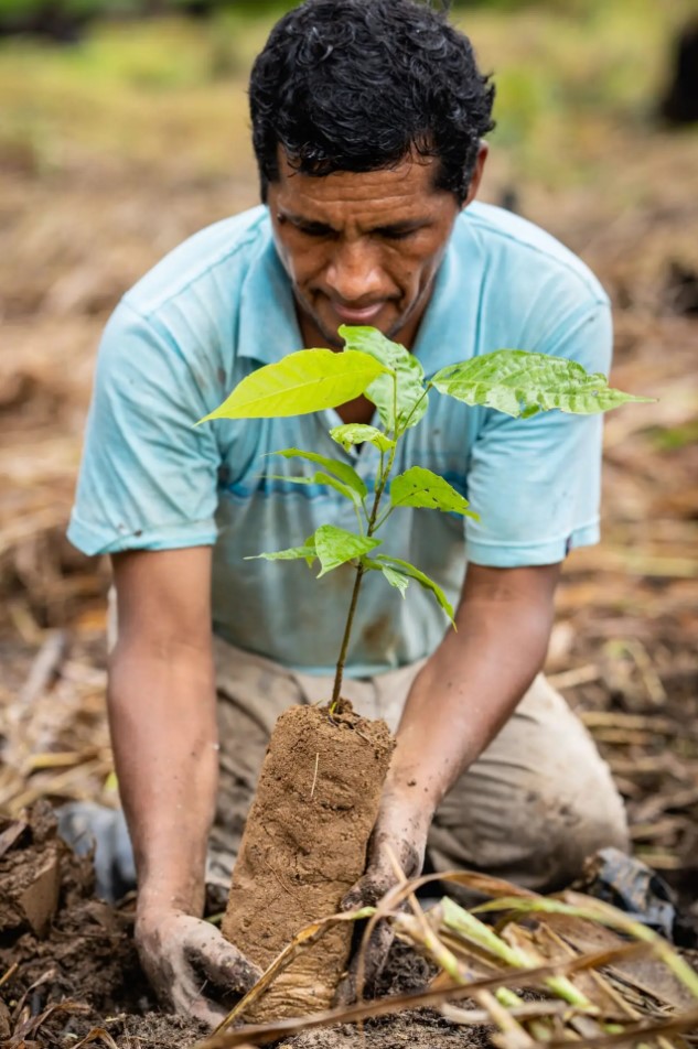 One Tree Planted
