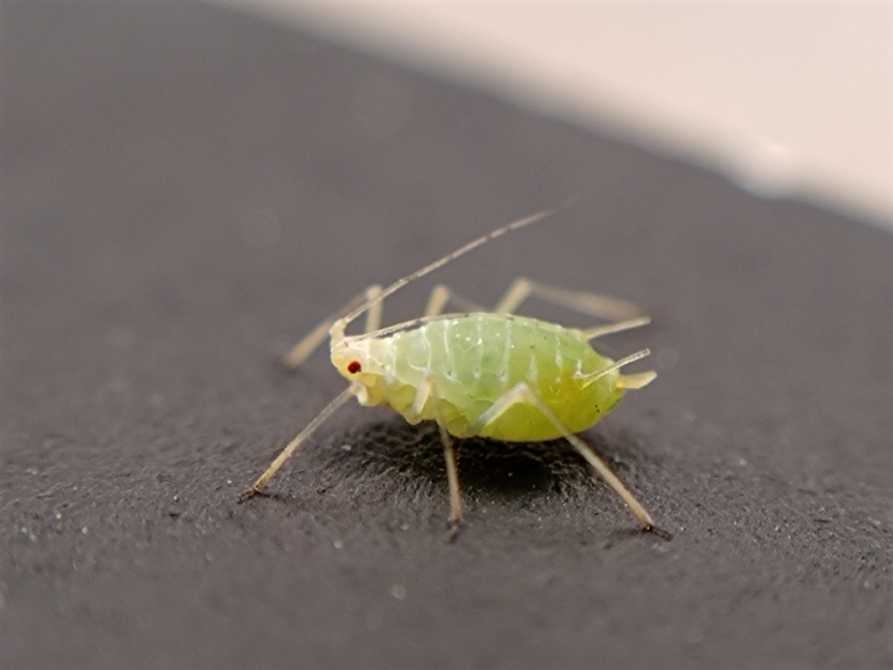 Aphids
